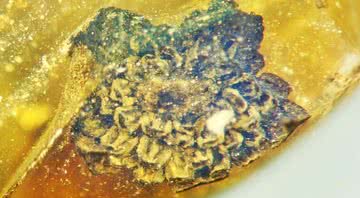 O âmbar contendo a flor de 100 milhões de anos - Divulgação - George Poinar Jr.