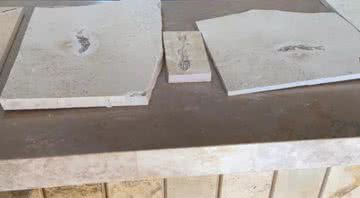 Fósseis encontrados na Chapada do Araripe - Divulgação/PF