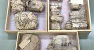 Fósseis embrulhados em jornais antigos - Divulgação/Clive Coy