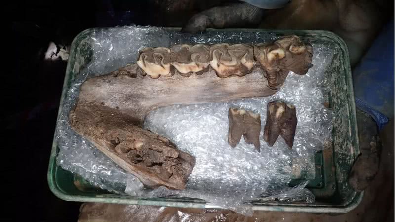 Mandíbula de rinoceronte preservada descoberta em caverna inglesa - Divulgação/AC Archaeology