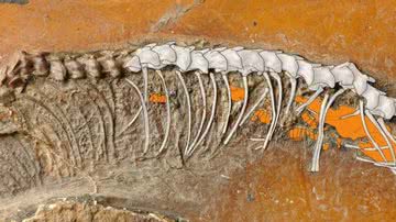 Fóssil de cobra com embriões em seu interior - Reprodução/Senckenberg
