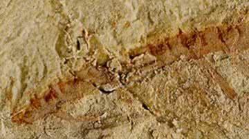 Fotografia de fóssil de antigo animal marinho que revelou mistério sobre evolução cerebral - Divulgação/King's College London
