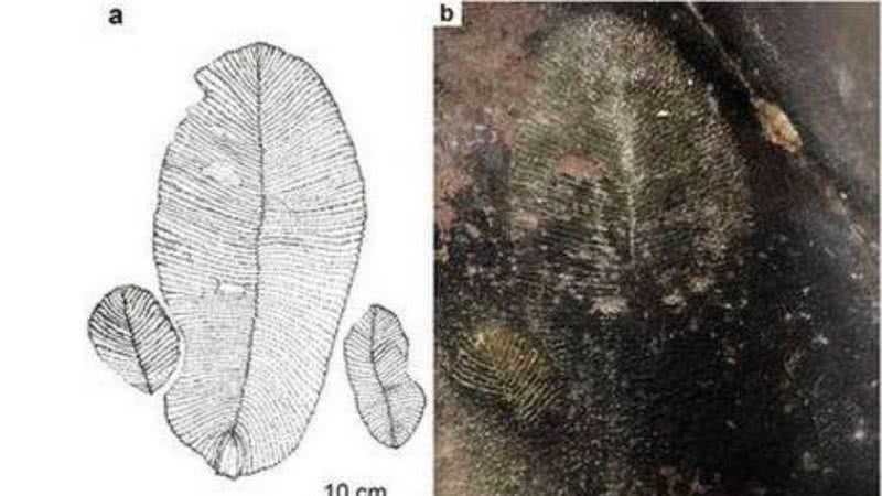 O fóssil descoberto na Índia - Divulgação/G.J.Retallack et al