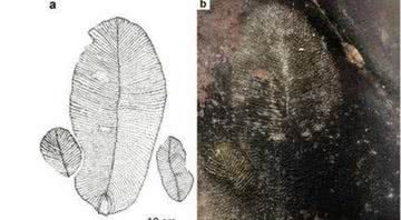 O fóssil descoberto na Índia - Divulgação/G.J.Retallack et al