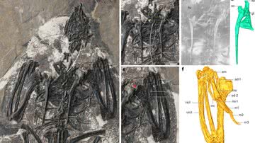 Escaneamento computadorizado do fóssil do animal encontrado pelos pesquisadores - Divulgação/Nature