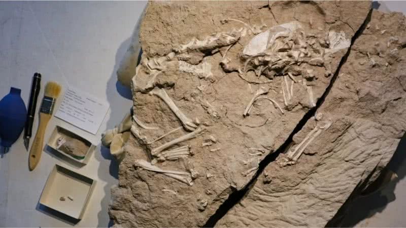 Esqueleto fossilizado em imagem