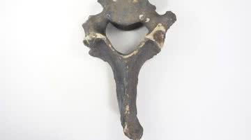 Imagem do fóssil que pertenceu a ‘preguiça-gigante’ - Divulgação/Fapespa