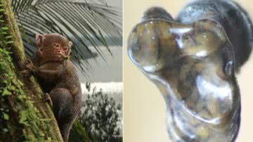 Ilustração do primata e imagem do fóssil descoberto - Reprodução/Ilustração/Jorge Gonzales e Diego Barletta