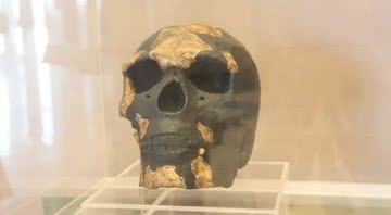 Reprodução do crânio do Omo I - GuillaumeG via Wikimedia Commons