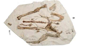 Fóssil do pinguim gigante descoberto na Nova Zelândia - Divulgação/Journal of Vertebrate Paleontology