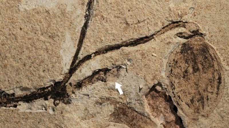 Fóssil de planta descoberto na China