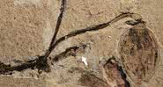 Fóssil de planta descoberto na China - Divulgação/Nanjing Institute of Geology and Paleontology (NIGPAS)
