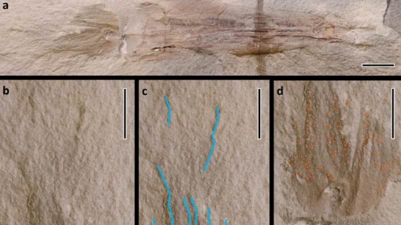 Fóssil de polvo encontrado em Montana, EUA