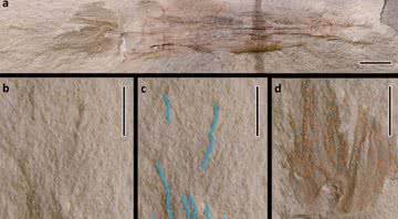 Fóssil de polvo encontrado em Montana, EUA - Divulgação/Nature Communications