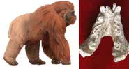 Montagem mostrando ilustração que representa o macaco citado, e fotografia de osso de sua mandíbula - Wikimedia Commons/ Divulgação/ Professor Wei Wang/ Arquivo Pessoal