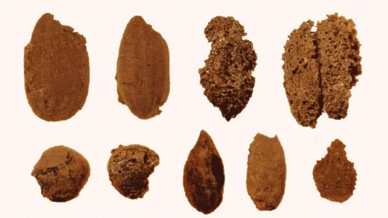 Alguns dos grãos encontrados pelos arqueólogos - Divulgação/Chen et al