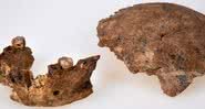 Crânio e mandíbula de ancestral humano encontrados em Israel - Divulgação/Avi Levin/ Ilan Theiler