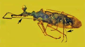 Imagem ampliada do inseto fossilizado lateralmente - Divulgação / George Poinar Jr., Oregon State