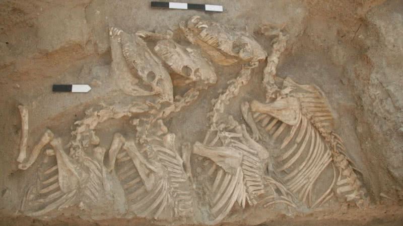 Esqueletos de kungas no complexo funerário de Tell Umm el-Marra, Síria