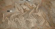 Esqueletos de kungas no complexo funerário de Tell Umm el-Marra, Síria - Divulgação/Glenn Schwartz/Universidade Johns Hopkins