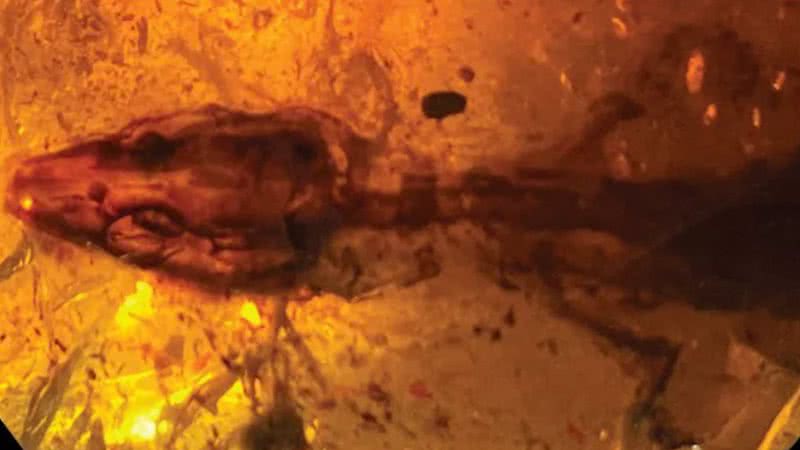 Fotografia do lagarto fossilizado - Divulgação/ Scientific Reports/ Stephanie Abramowicz