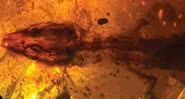 Fotografia do lagarto fossilizado - Divulgação/ Scientific Reports/ Stephanie Abramowicz