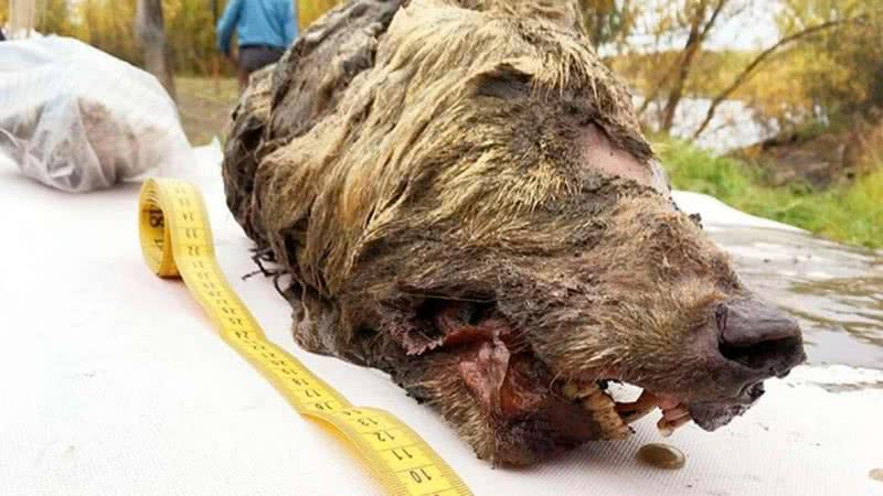 Fotografia de cabeça de lobo revelada - Divulgação/Albert Protopopov
