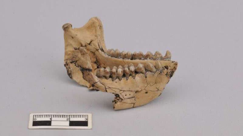 Fotografia de mandíbula encontrada. - Divulgação/  Xueping Ji/ Instituto de Relíquias Culturais e Arqueologia de Yunnan