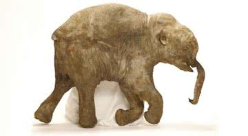 Múmia da mamute Lyubia - University of Michigan Museum of Paleontology