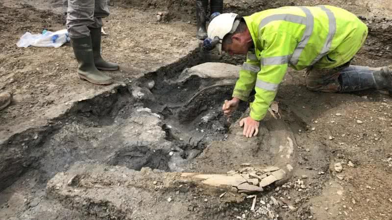 Fotografia de presa de mamute sendo escavada