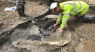 Fotografia de presa de mamute sendo escavada - Divulgação/ DigVentures