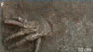 Fotografia de uma das mãos encontradas em antigo palácio do Egito - Reprodução/Julia Gresky et.al