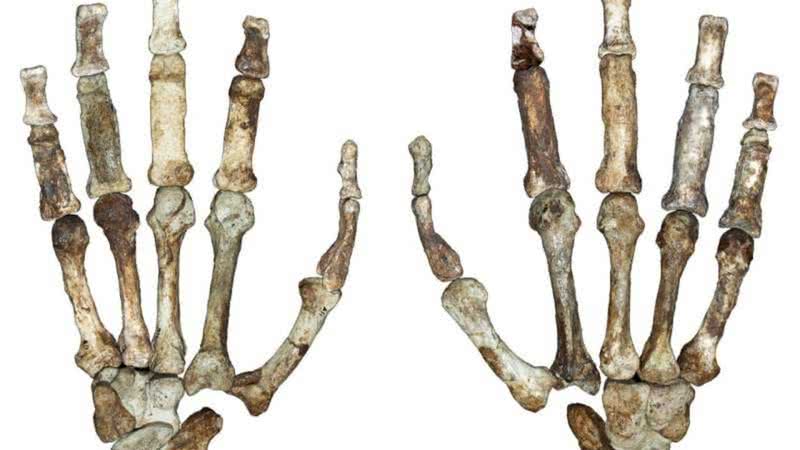 Estrutura óssea das mãos de nossos ancestrais - Divulgação/Universidade de Kent