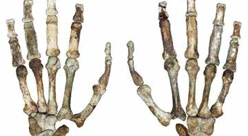 Estrutura óssea das mãos de nossos ancestrais - Divulgação/Universidade de Kent