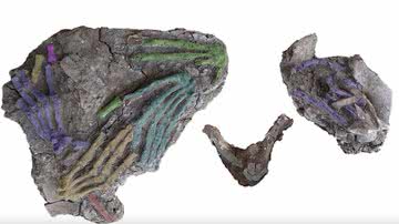 Algumas das mãos encontradas no palácio, com cores digitais para ressaltar os fósseis - Divulgação/Gresky, J. et al./Revista Nature