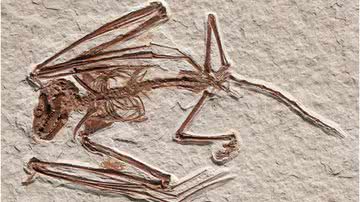 Imagem do fóssil de morcego encontrado no Wyoming, com 52 milhões de anos - Divulgação/Rietbergen et al., 2023, PLOS ONE