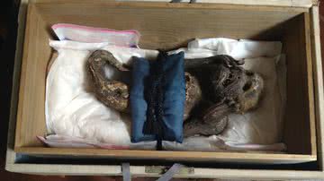A "múmia sereia" que é cultuada no Japão - Divulgação / Universidade de Ciências e Artes de Kurashiki