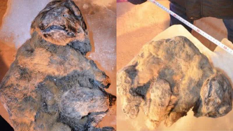 Múmias de leões- das-cavernas encontradas na Rússia em 2015 - Divulgação/Academia de Ciências Yakutia