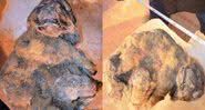 Múmias de leões- das-cavernas encontradas na Rússia em 2015 - Divulgação/Academia de Ciências Yakutia