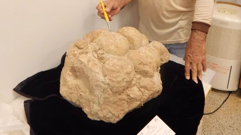 Ninhal de dinossauro descoberto em Uberaba, MG - Divulgação