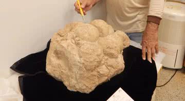 Ninhal de dinossauro descoberto em Uberaba, MG - Divulgação