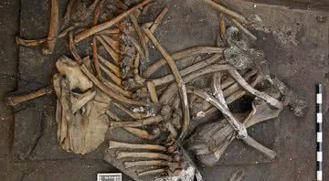 Os ossos encontrados na escavação - Jens Lehmann, Escritório Estadual de Conservação dos Monumentos da Baixa Saxônia