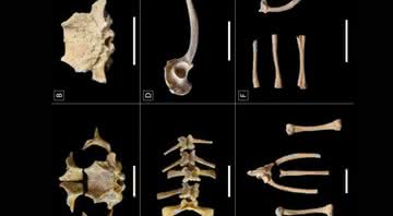 Ossos de sapos encontrados em Los Sapos, na Guatemala - Divulgação/San Bartolo-Xultun Regional Archaeological Project