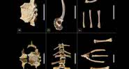 Ossos de sapos encontrados em Los Sapos, na Guatemala - Divulgação/San Bartolo-Xultun Regional Archaeological Project