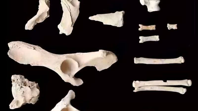 Ossos do cão encontrados na Arábia Saudita - Divulgação/AlUla, Discovery and the University of Western Australia