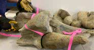 Ossos de mamutes peludos encontrados recentemente no Canadá - Divulgação/Governo de Yukon
