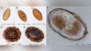 Imagem microscópica captura amostra de ovo de parasita - Divulgação / University of Copenhagen