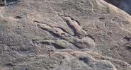 Pegada de dinossauro descoberta - Divulgação - National Museum Wales