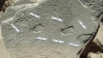 Impressões de pegadas encontradas em lajes de pedra na África do Sul - Divulgação/Charles Helm