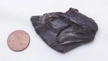 Crânio fossilizado do peixe Coccocephalus wildi - Divulgação/University of Michigan News